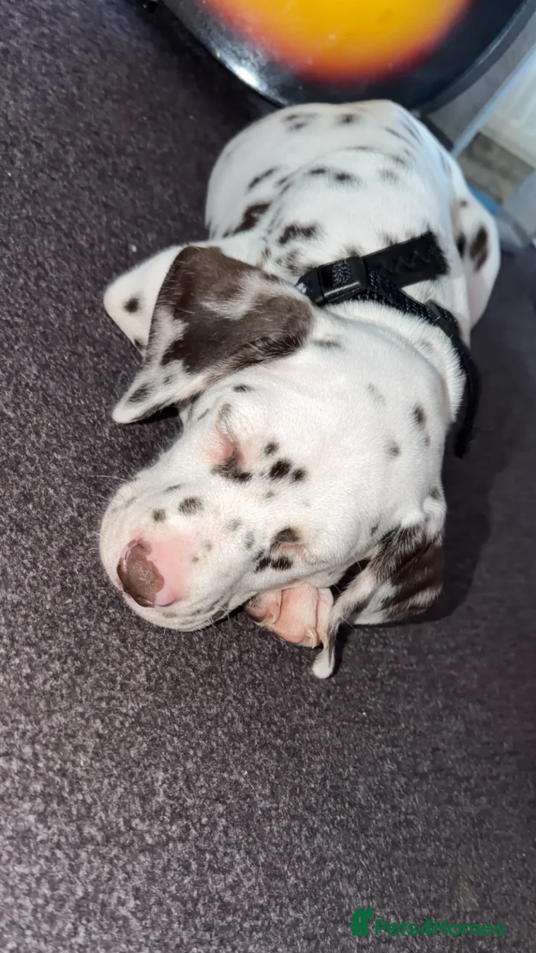 Dalmatian dogs for sale: Dalmatian male in Dundee - Advert 2
