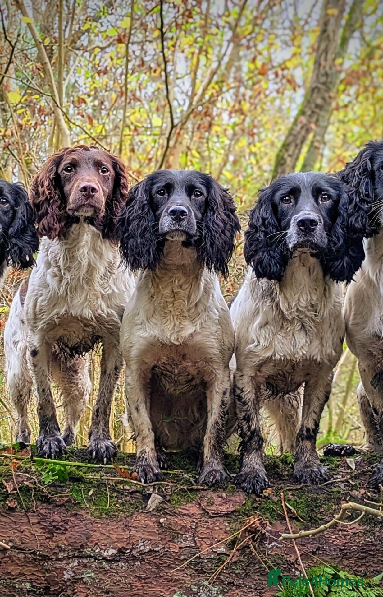 English Springer Spaniel dogs Waiting list for Traditional KC reg docked pups - Advert 2