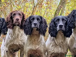English Springer Spaniel dogs Waiting list for Traditional KC reg docked pups - Advert 4