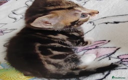 Mixed Breed cats for sale: Lovely kittens  - Image 7
