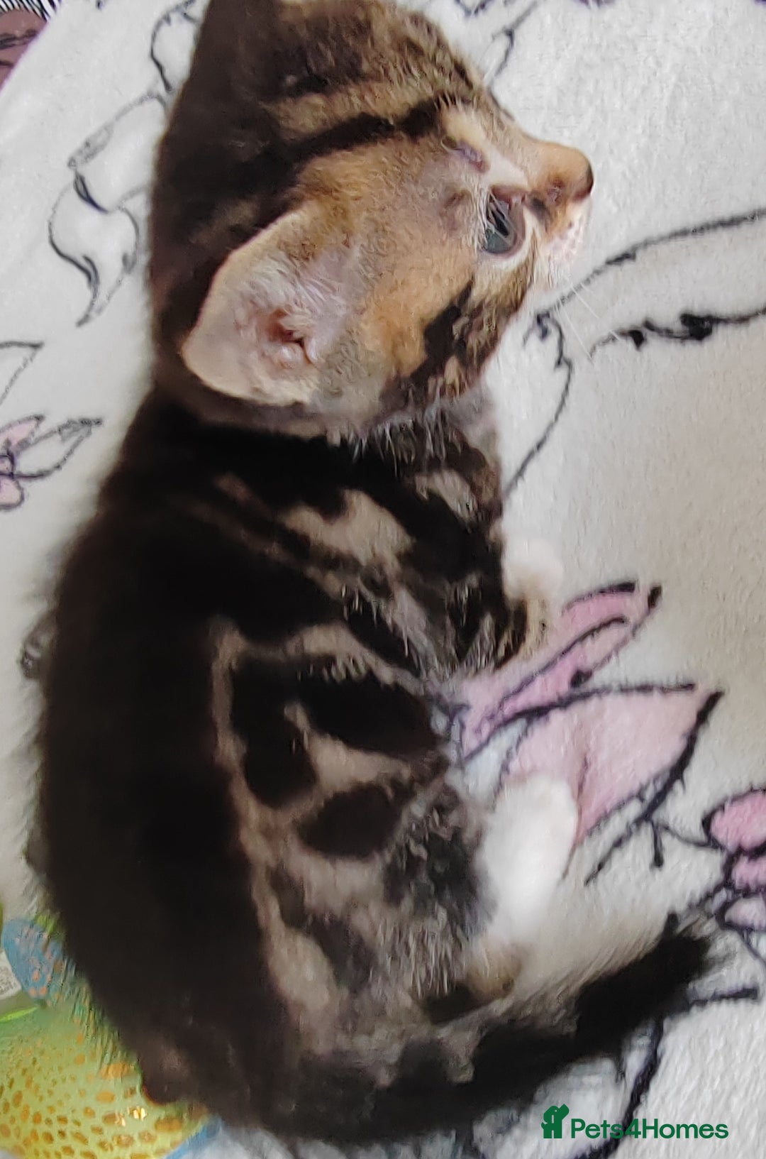 Mixed Breed cats for sale: Lovely kittens  - Image 7