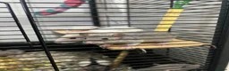 Rat rodents for sale: Baby rats  - Advert 7