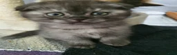 Scottish Fold cats for sale: 🐾 Adorable Scottish Fold Kittens  - Advert 11