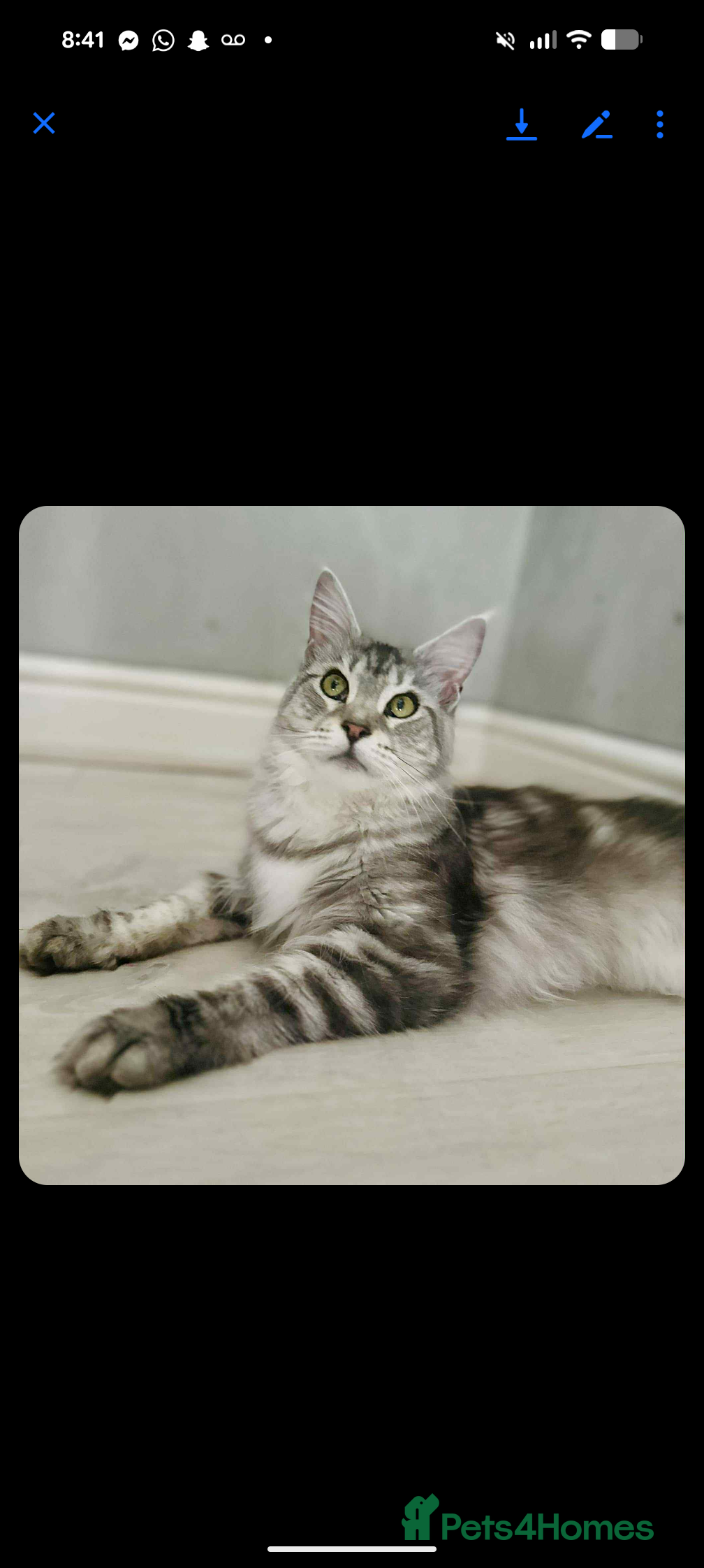 Maine Coon cats Full Mainecoon kittens  - Advert 5