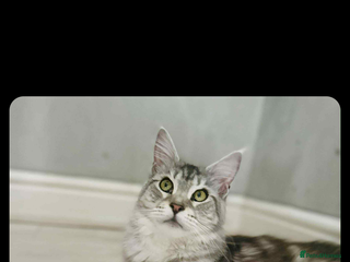 Maine Coon cats Full Mainecoon kittens - Advert 1