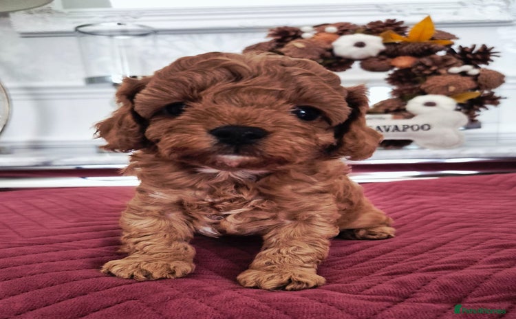 Cavapoo dogs - Advert 9