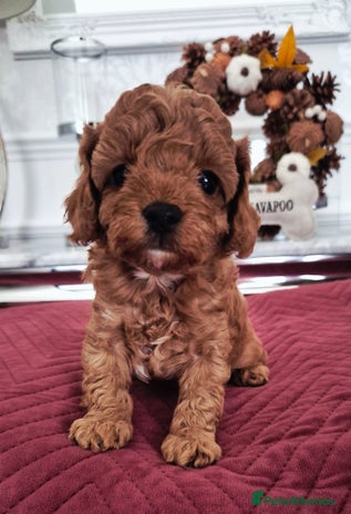 Cavapoo dogs - Advert 9