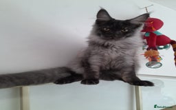 Maine Coon cats for sale: Large Black Smoke maine coon boy TICA 5 Pedigree - Image 6