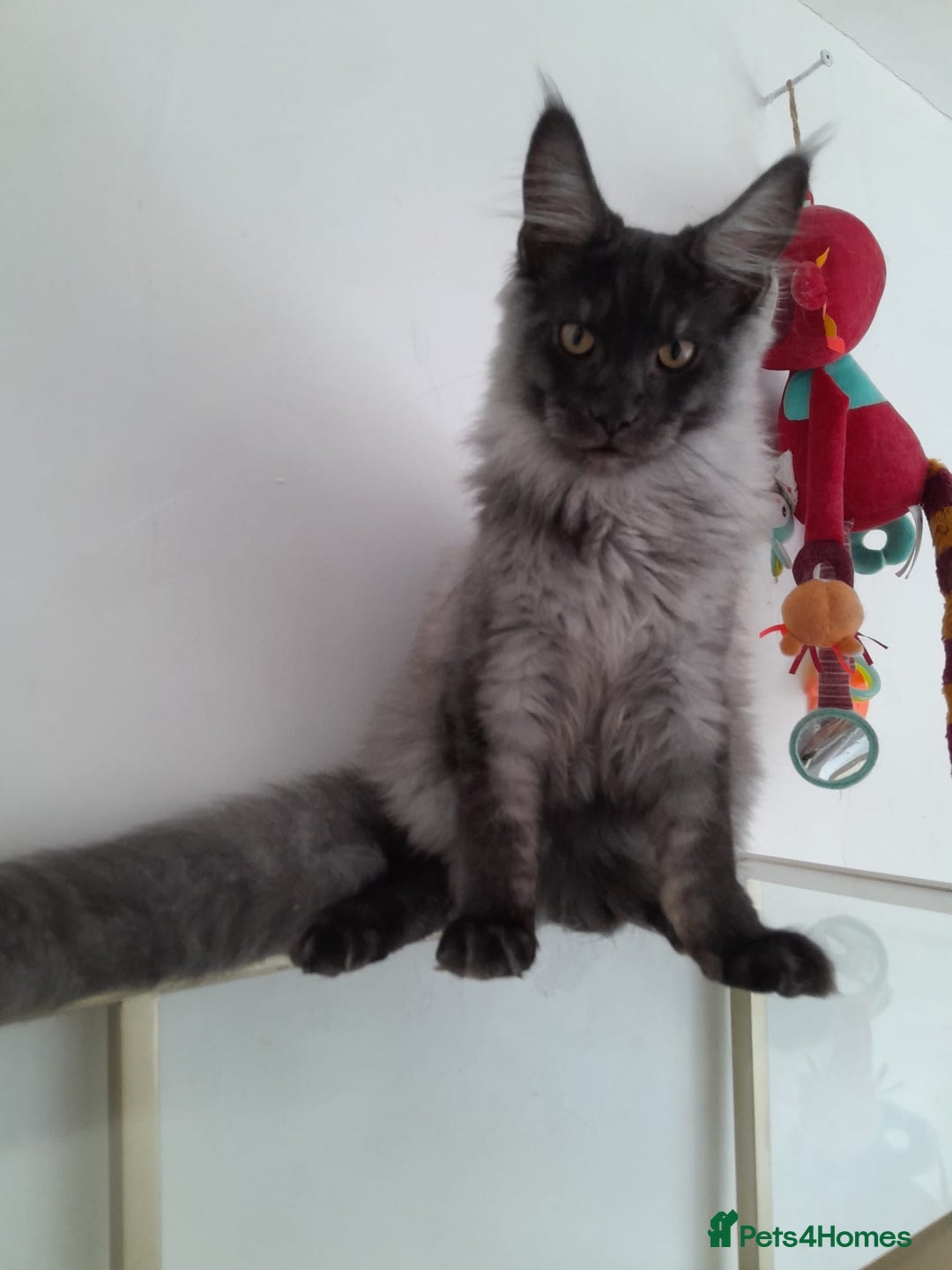 Maine Coon cats for sale: Large Black Smoke maine coon boy TICA 5 Pedigree - Image 6