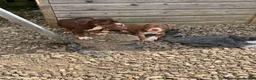 American Bully dogs for sale: American pocket bully  - Advert 2