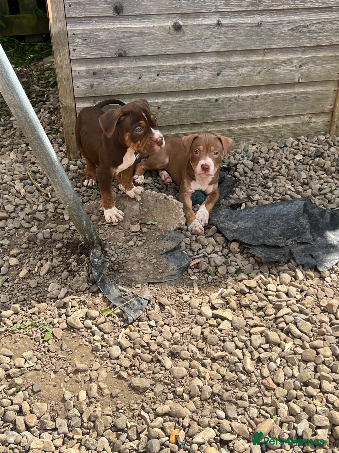 American Bully dogs for sale: American pocket bully  - Advert 2