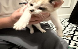 Domestic Shorthair cats for sale: 2 Male 2 female kittens  - Image 17