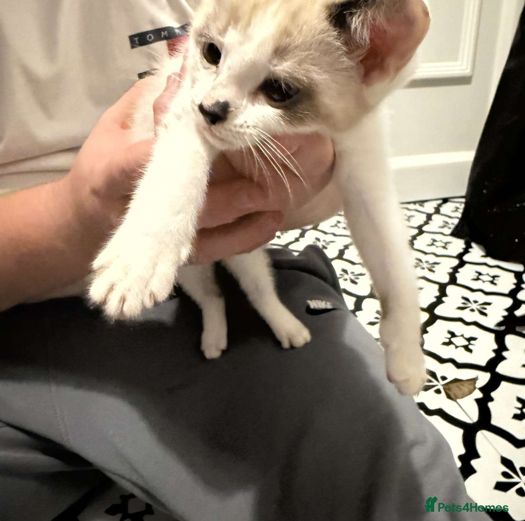Domestic Shorthair cats for sale: 2 Male 2 female kittens  - Image 17