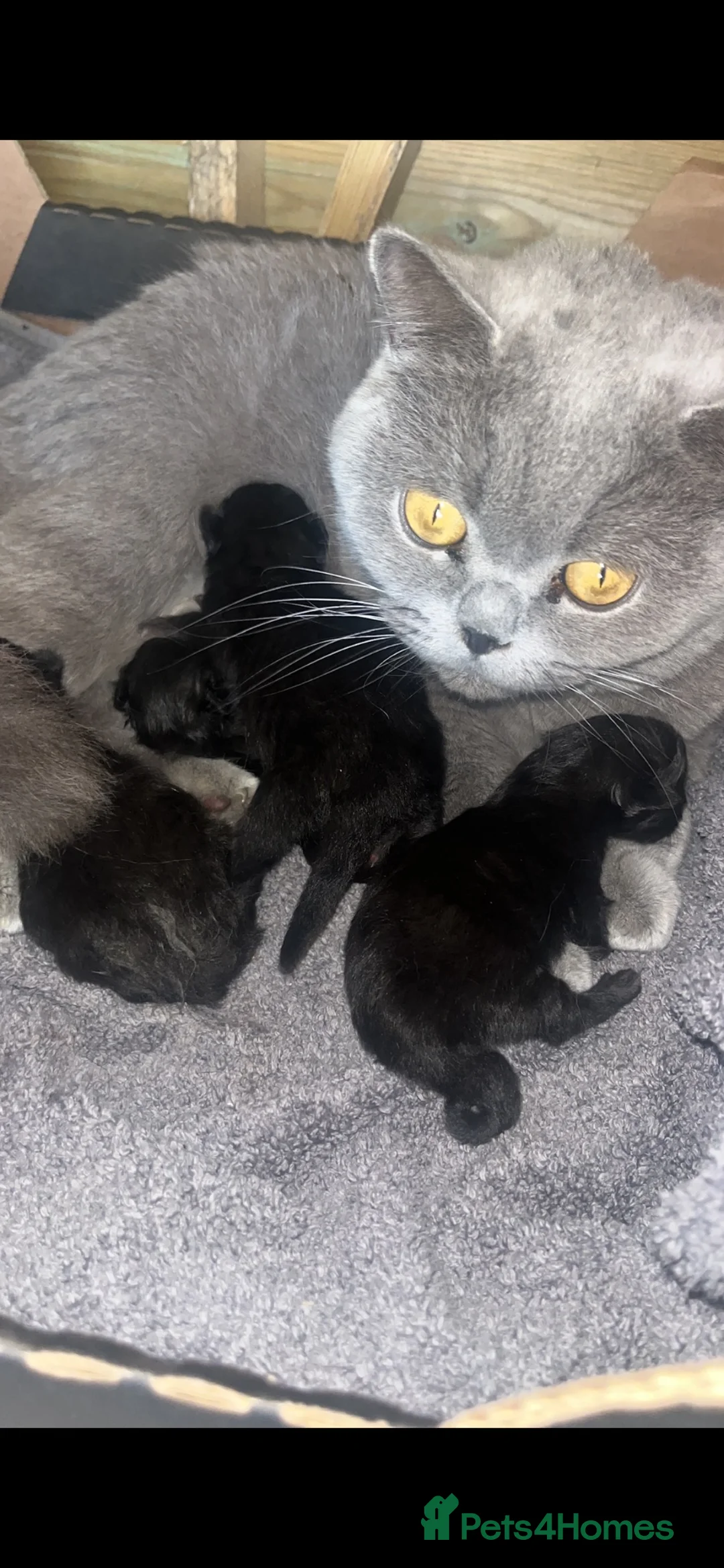 Mixed Breed cats for sale: BEAUTIFUL KITTENS LOOKING FOR THEIR FOREVER HOMES - Advert 1