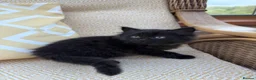 Mixed Breed cats for sale: Long haired kittens for sale  - Advert 14