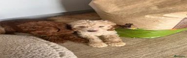 Cavapoo 4