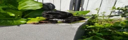 Shih Tzu dogs for sale: Beautiful Shih Tzu Puppies – 2 Boys, 4 Girls - Advert 11