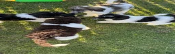Standard Poodle dogs for sale: READY NOW!! KC reg & fully vaccinated  - Advert 14