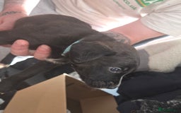 Mixed Breed dogs for sale: Labrador/irish wolf hound  - Image 25