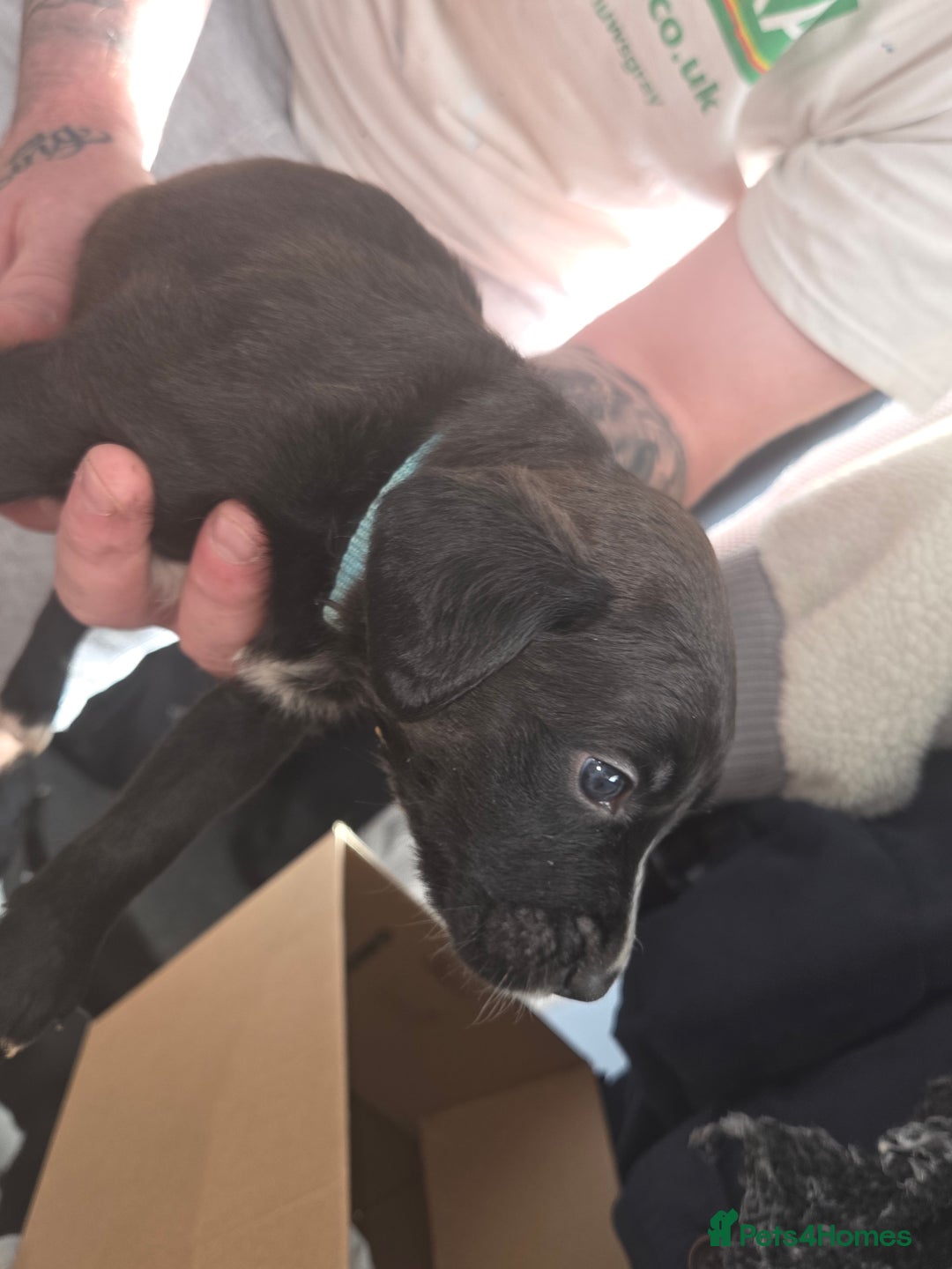 Mixed Breed dogs for sale: Labrador/irish wolf hound  - Image 25
