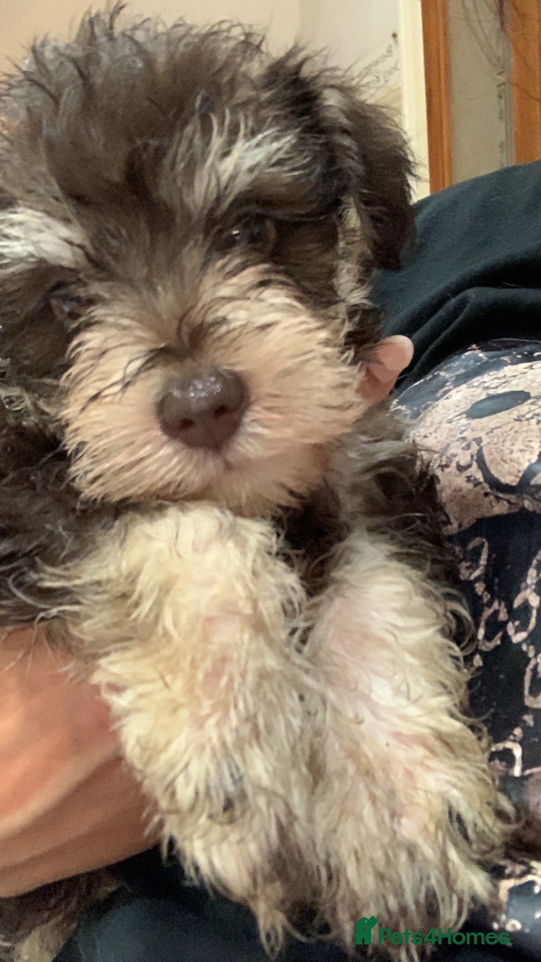Miniature Schnauzer dogs 🐾Stunning Miniature Schnauzer Puppies 🐾 - Advert 2