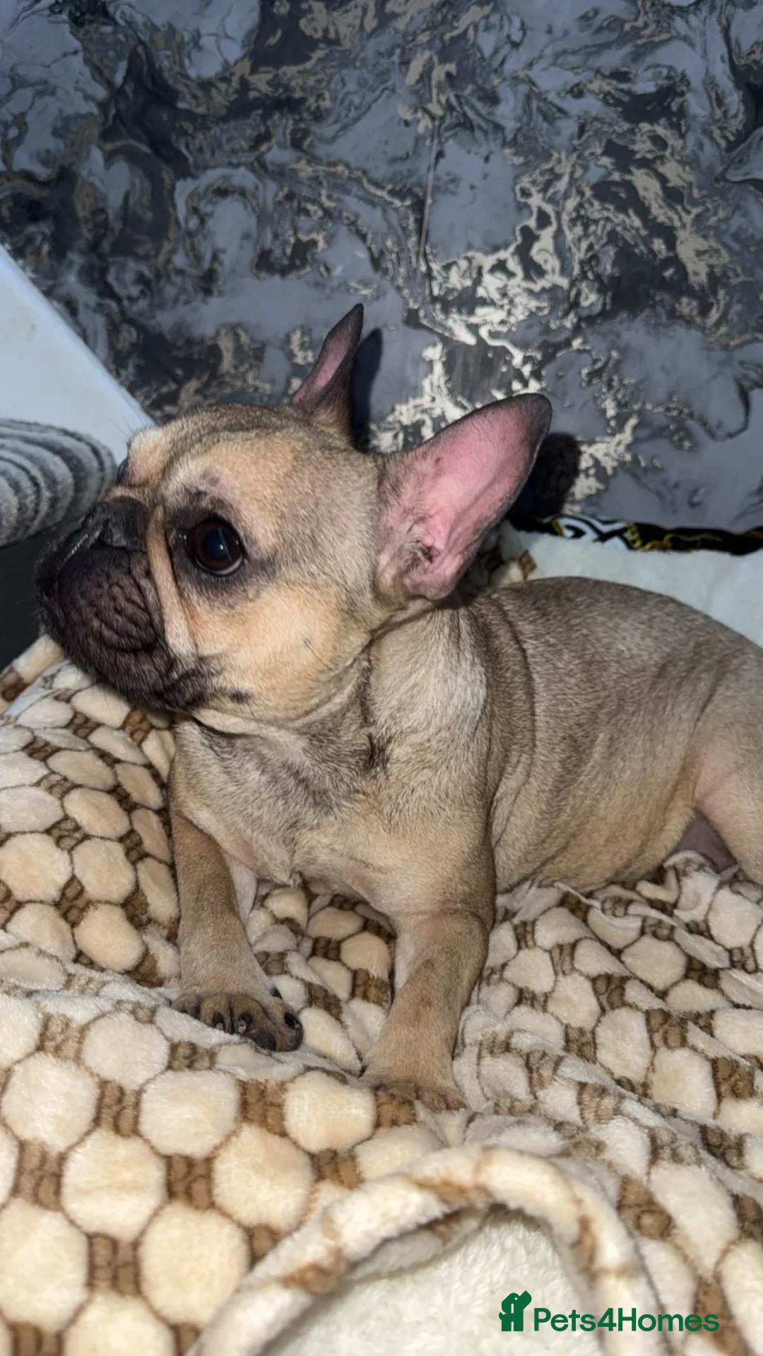 French Bulldog dogs for sale: French bulldog  in Bacup - Advert 6
