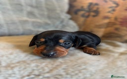 Miniature Dachshund dogs for sale: Lovely Mini Daschunds Looking For A Forever Sofa - Image 10