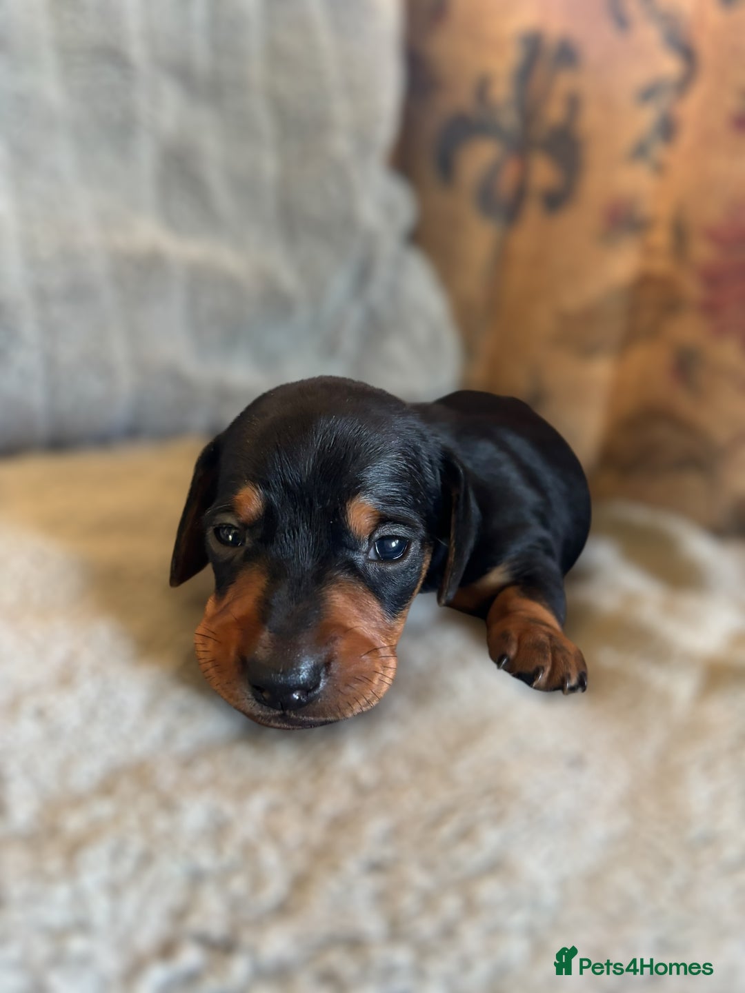 Miniature Dachshund dogs for sale: Lovely Mini Daschunds Looking For A Forever Sofa - Image 10