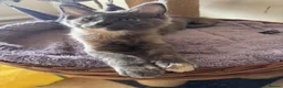 Maine Coon cats for sale: READY TO LEAVE NOW GCCF PEDIGREE MAINECOON KITTENS - Advert 3