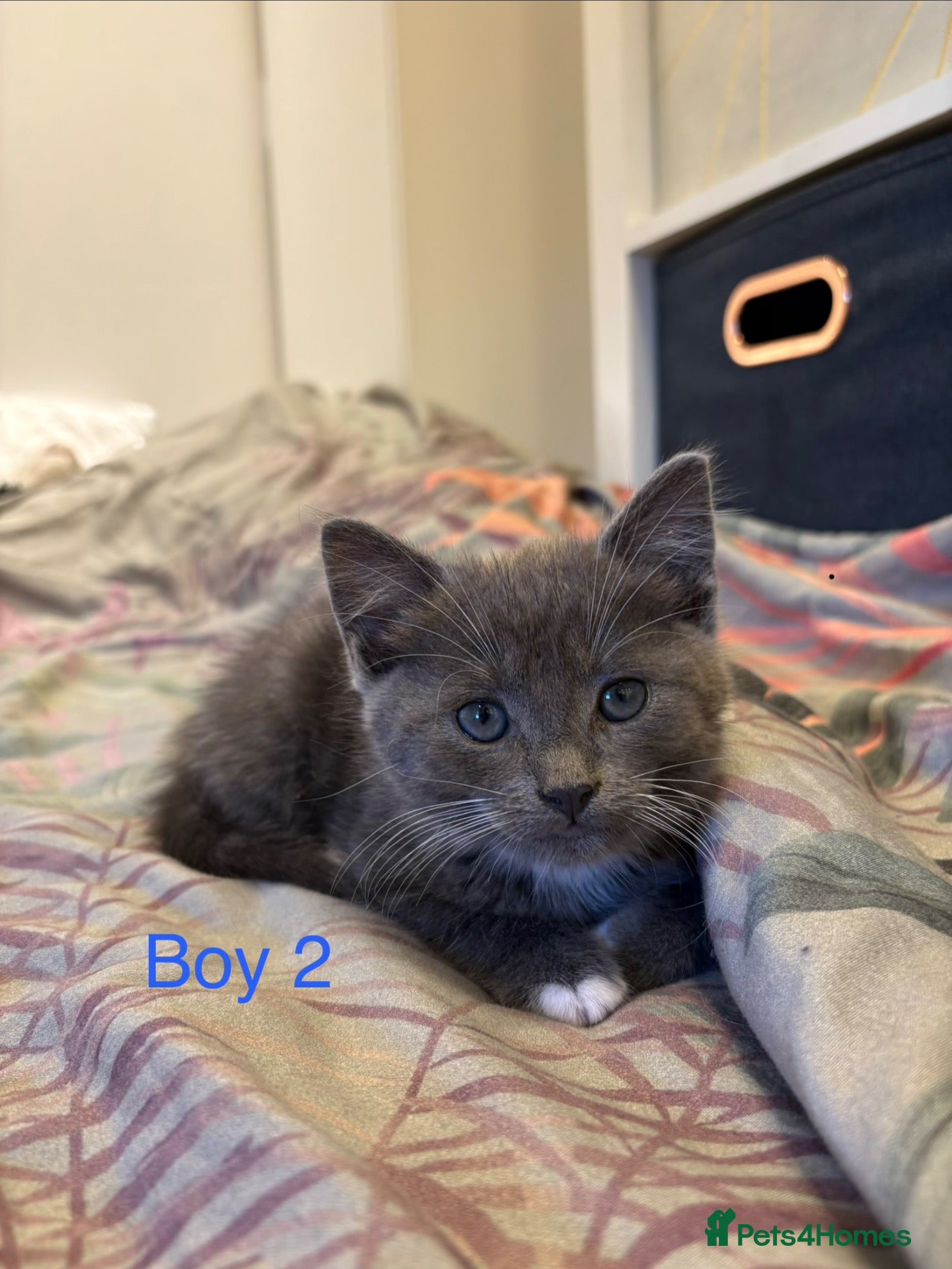 Mixed Breed cats 2 kittens for sale - Advert 4
