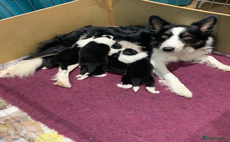 Border Collie dogs - Advert 9