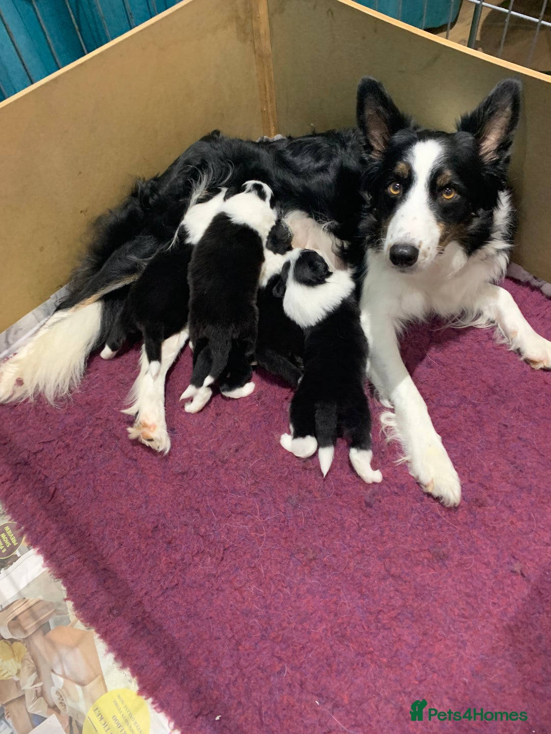 Border Collie dogs for sale: Fantastic Border Collies  - Image 1