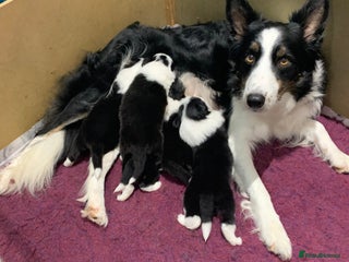 Border Collie dogs for sale - Advert 1