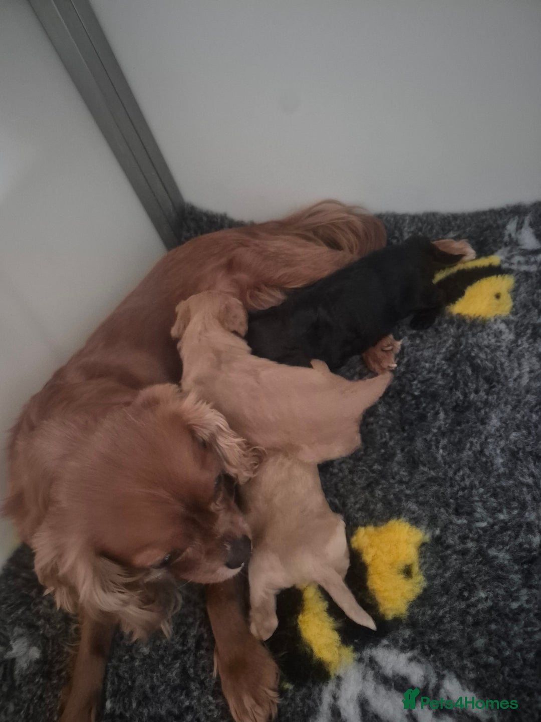 Cavapoo dogs for sale: Cavapoo babies - ready end nov - Image 10