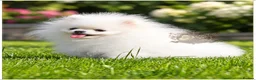 Pomeranian dogs for sale: SUPER TINY MINI POMERANIANS RKC - Advert 13