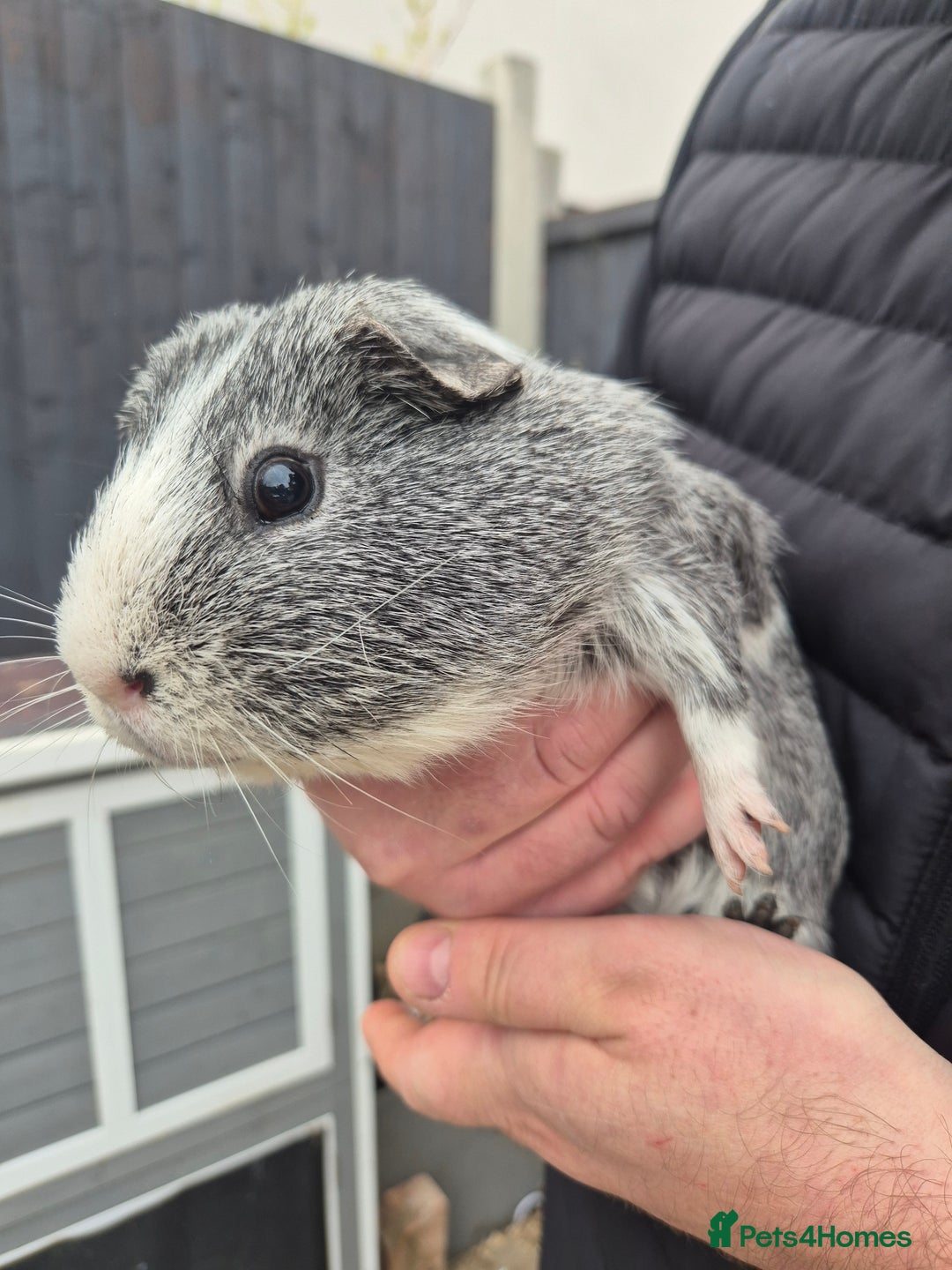 Guinea Pig rodents for sale: GUINAPIGS FORFREE  - Advert 4