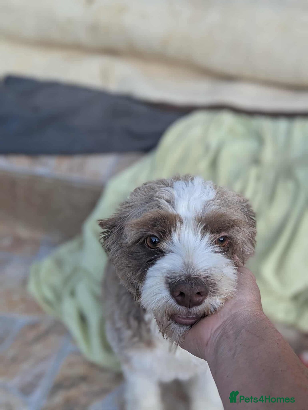Mixed Breed dogs for adoption: August is looking for a home - Image 5