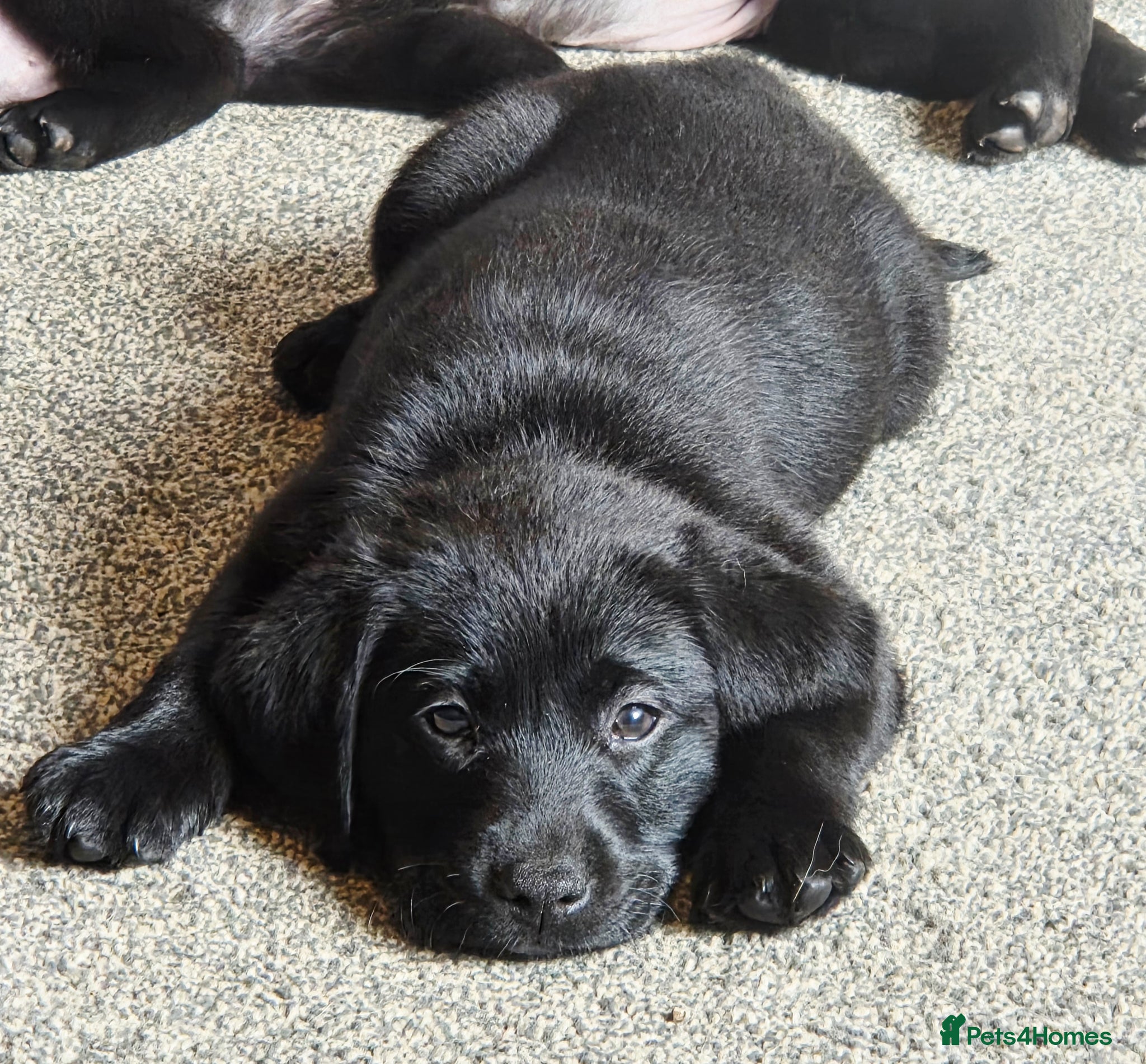 Labrador Retriever dogs Labrador Retriever Puppies 5 girls 1 boy left - Advert 12