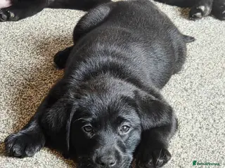 Labrador Retriever dogs Labrador Retriever Puppies 5 girls 1 boy left - Advert 12