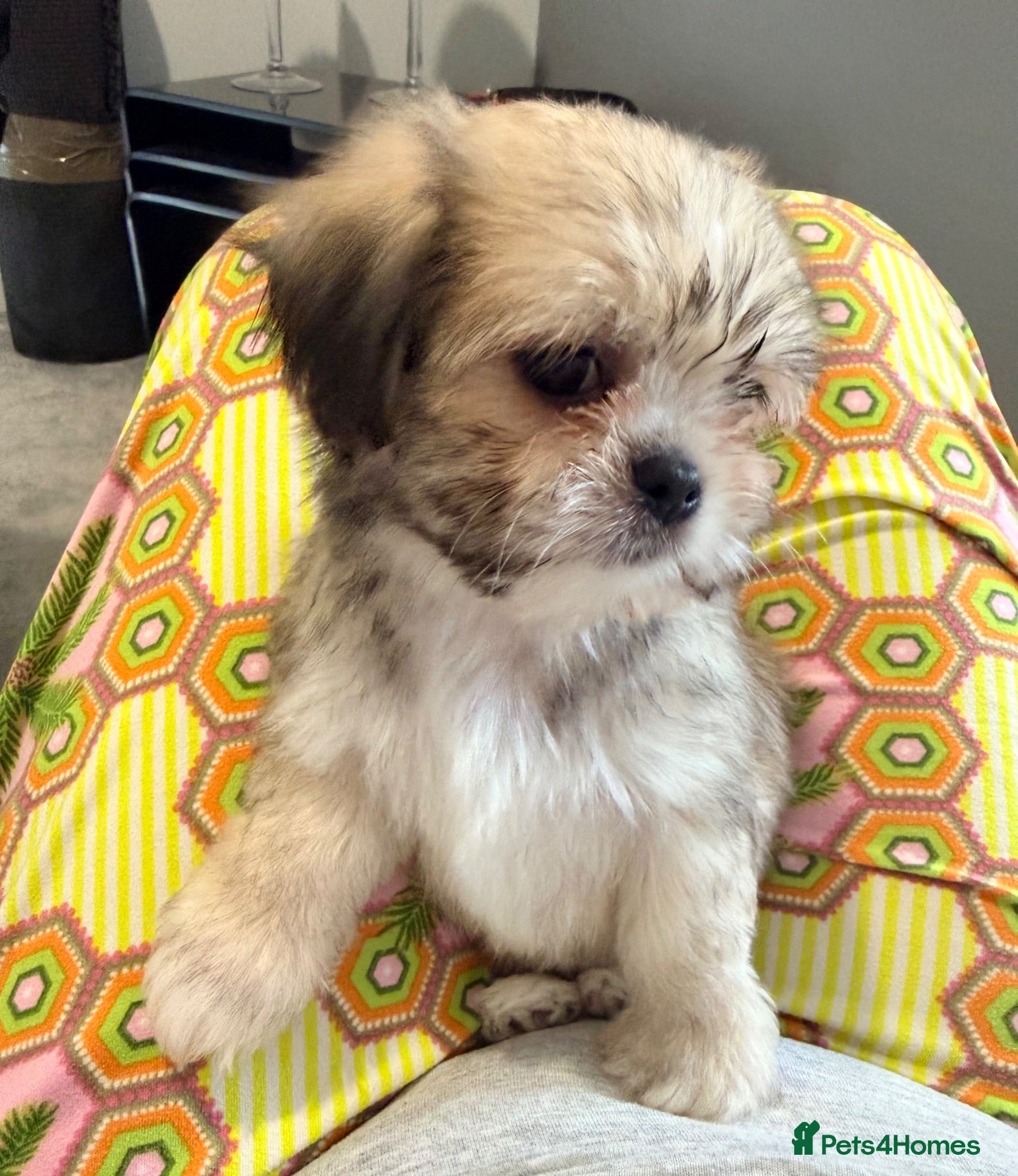Mixed Breed dogs Tiny Malchi puppies - Advert 1