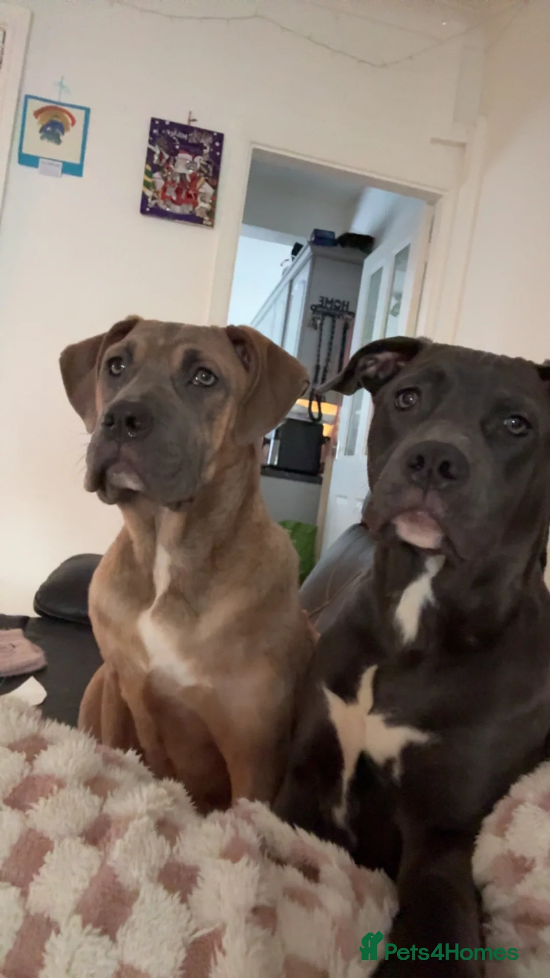 Mixed Breed dogs for sale: Cane corso staffy rehoming - Advert 3