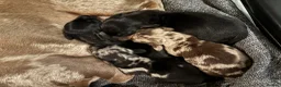 Miniature Dachshund dogs for sale: ADORABLE Miniature Dachshund KC Pups  - Advert 2