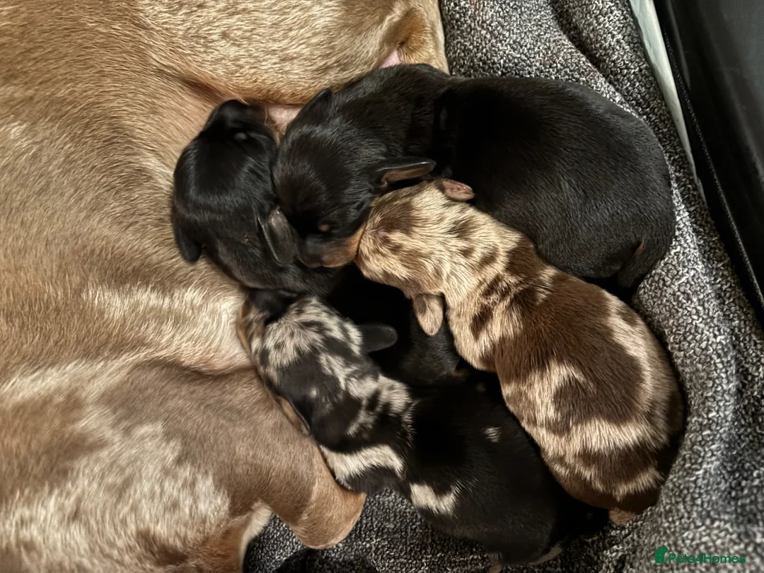Miniature Dachshund dogs for sale: ADORABLE Miniature Dachshund KC Pups  - Advert 2