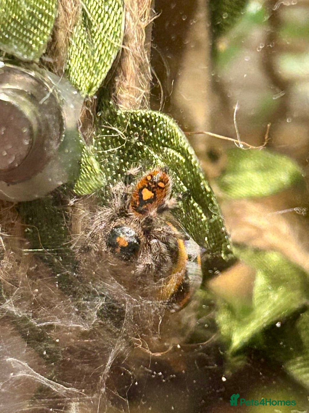 Spiders invertebrates for sale: Female Jumping Spider & Enclosure  - Advert 1