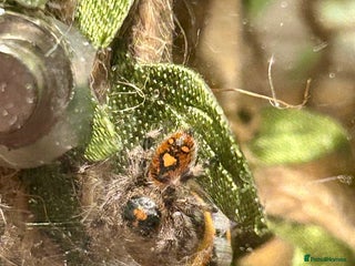 Spiders invertebrates Female Jumping Spider & Enclosure - Advert 1