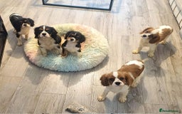 Cavalier King Charles Spaniel dogs for sale: Beautiful quality kc registered cavalier puppies  - Image 11