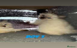 Ragdoll cats for sale: *STUNNING* litter of ragdolls  - Image 10