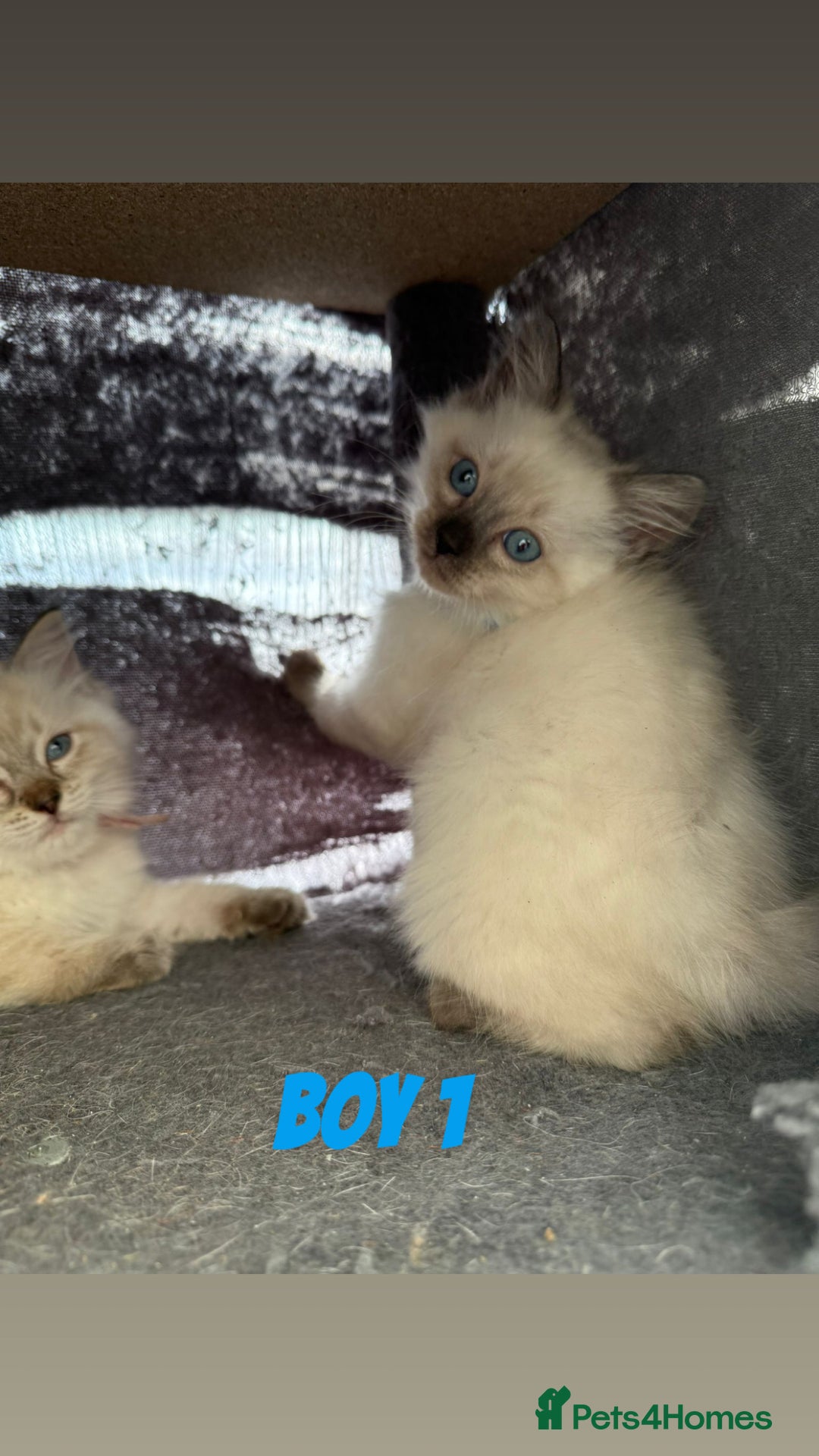 Ragdoll cats for sale: *STUNNING* litter of ragdolls  - Image 10