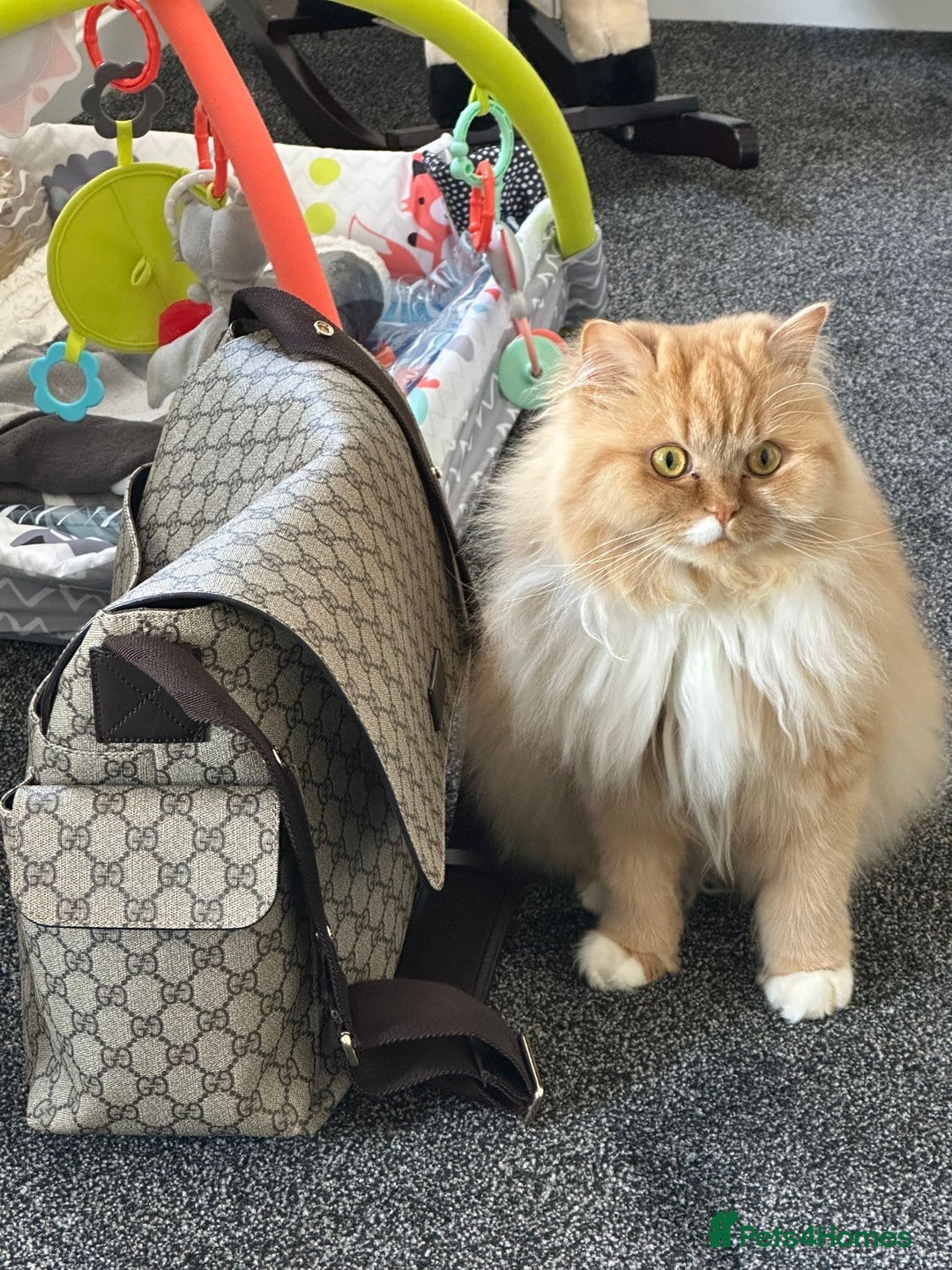 Persian cats for sale: Female Persian Kitten - Image 6