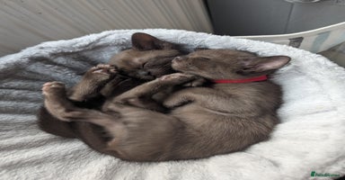 Burmese cats - Advert 6